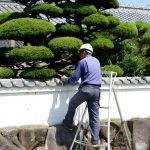 Green Assets: How Tree Pruning Add Value to Your Home and Property